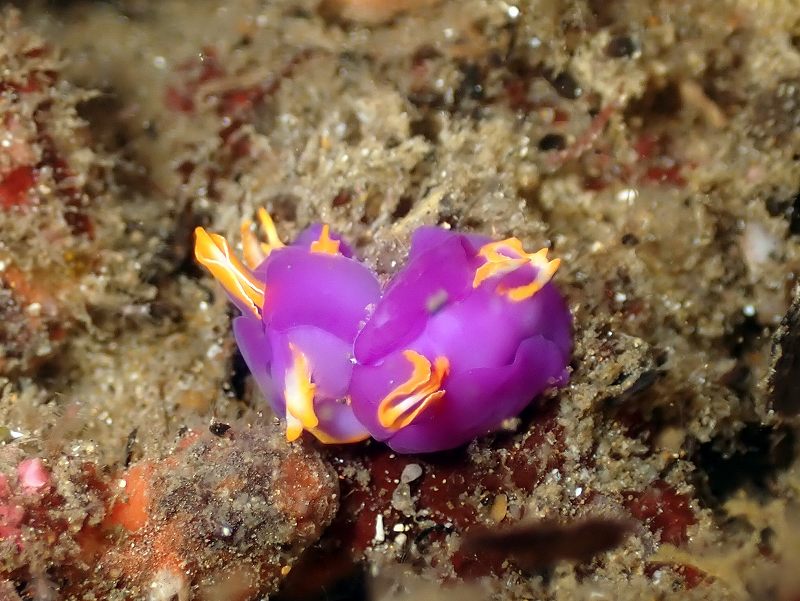 ムラサキウミコチョウ＠北川ダイビングツアー