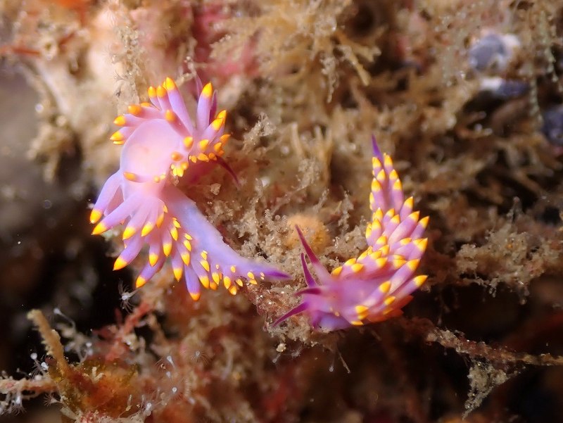 ミチヨミノウミウシ＠北川ダイビングツアー