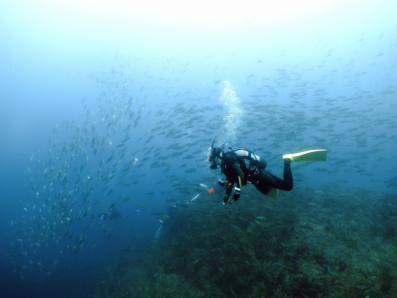 魚影＠東京発神子元ダイビングツアー