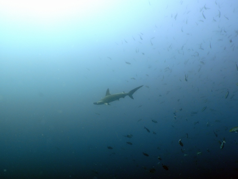 ハンマーヘッドシャーク＠東京発神子元ダイビングツアー