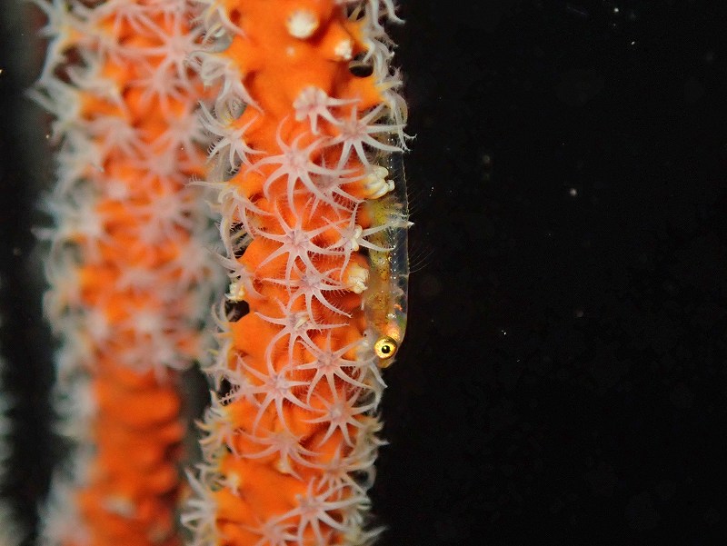 ガラスハゼ@井田水中写真練習ツアー