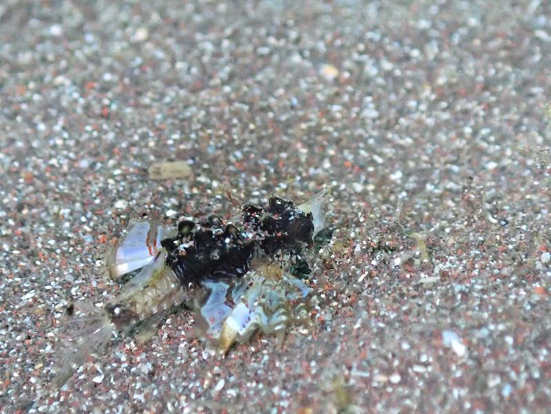 テングノオトシゴ@井田水中写真練習ツアー