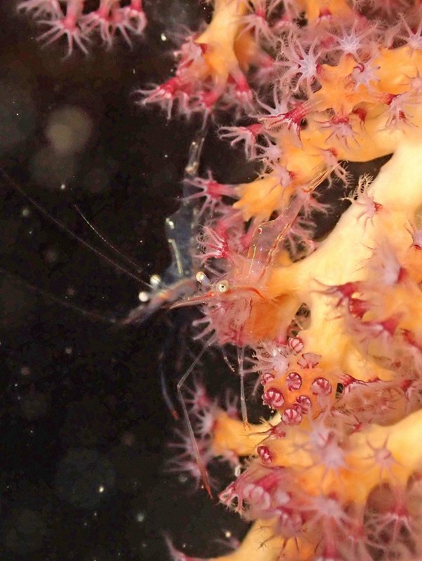 アカスジカクレエビ@井田水中写真練習ツアー