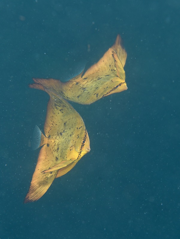 ナンヨウツバメウオ@井田水中写真練習ツアー