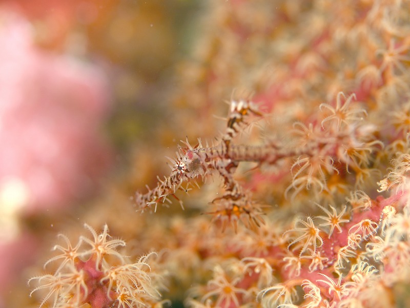 ニシキフウライウオ@井田ダイビングツアー