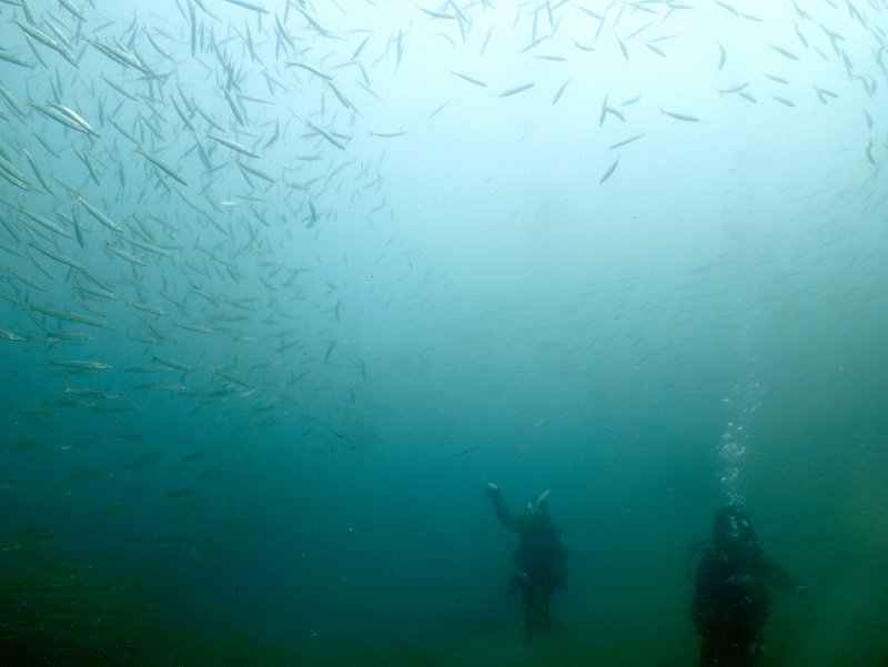 アカカマストルネード＠平沢ダイビングツアー