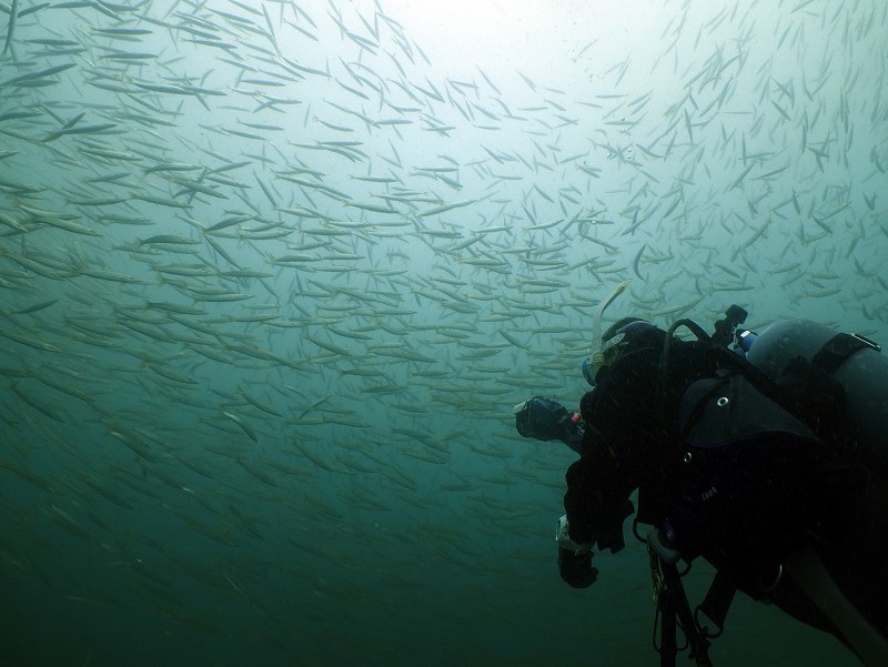 アカカマストルネード＠平沢ダイビングツアー