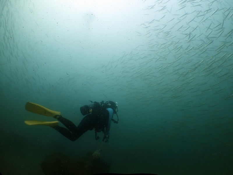 アカカマストルネード＠平沢ダイビングツアー