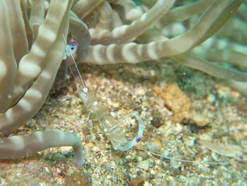オドリカクレエビ＠平沢ダイビングツアー