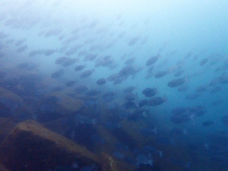 メジナ群れ＠初心者ダイビングツアー