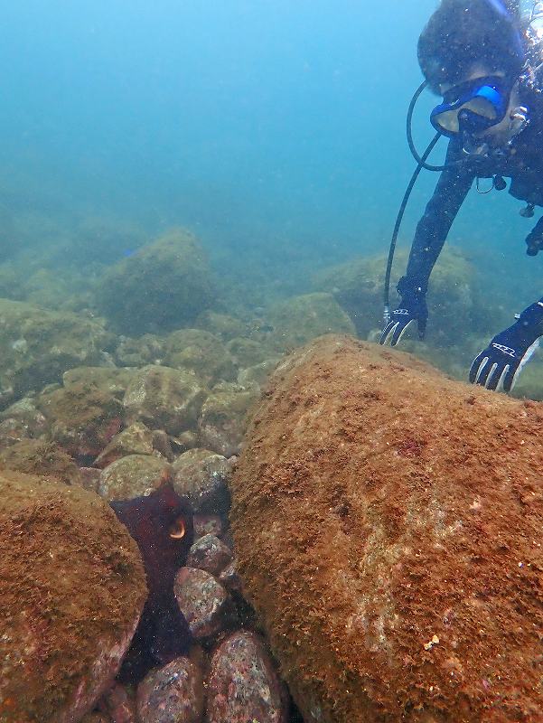 タコとの出会い＠初心者ダイビングツアー
