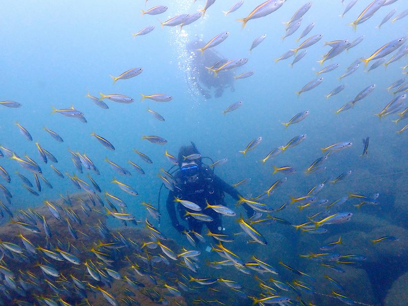 タカベ群＠初心者ダイビングツアー