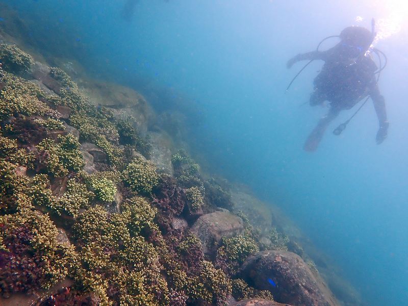 ヒメエダミドリイシサンゴ＠初心者ダイビングツアー