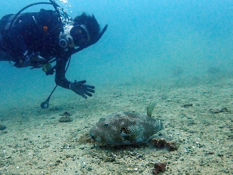 モヨウフグ＠初心者ダイビングツアー