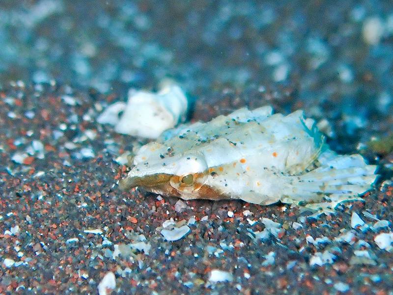 テングノオトシゴ＠大瀬崎ダイビングツアー