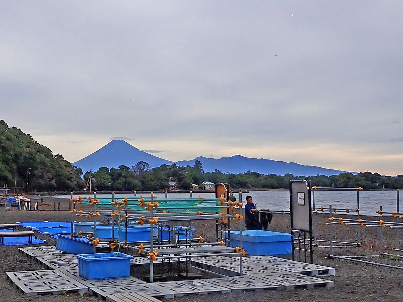 早朝富士山＠大瀬崎ダイビングツアー