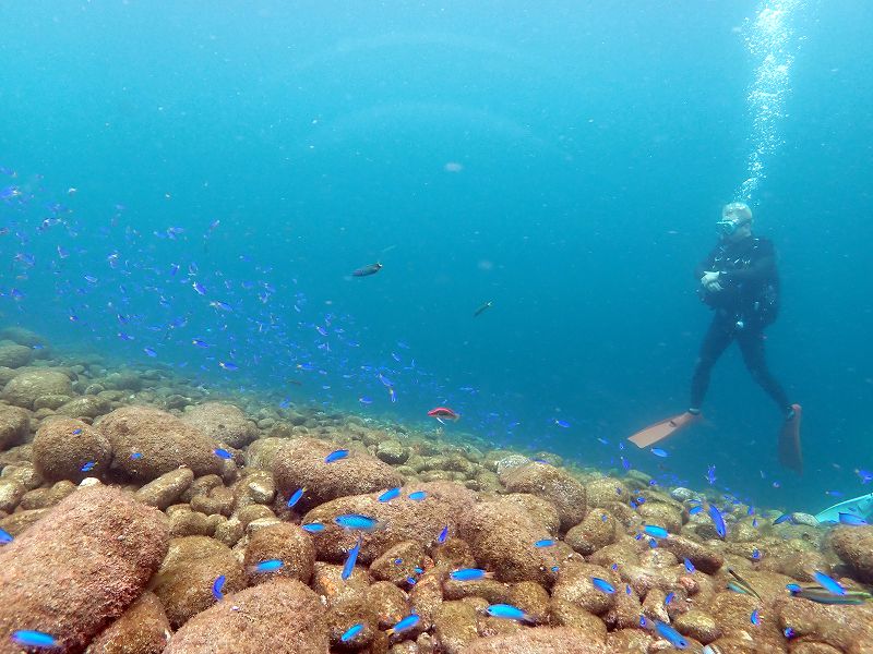 ソラスズメ群れ＠大瀬崎先端ダイビングツアー