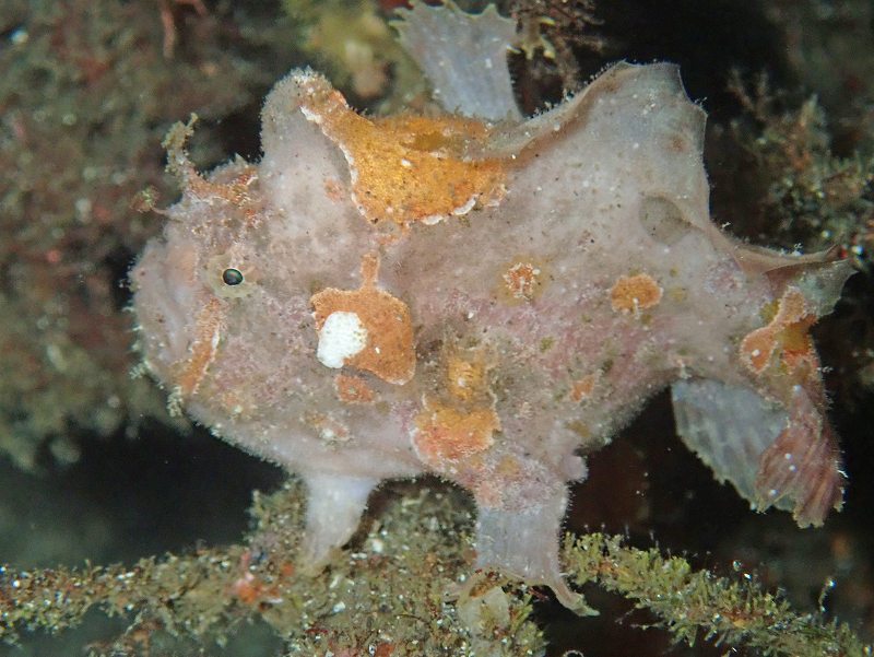 ベニカエルアンコウ＠大瀬崎ダイビングツアー