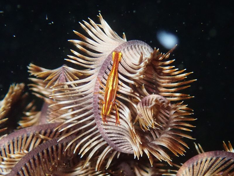 ウミシダヤドリエビ＠大瀬崎ダイビングツアー