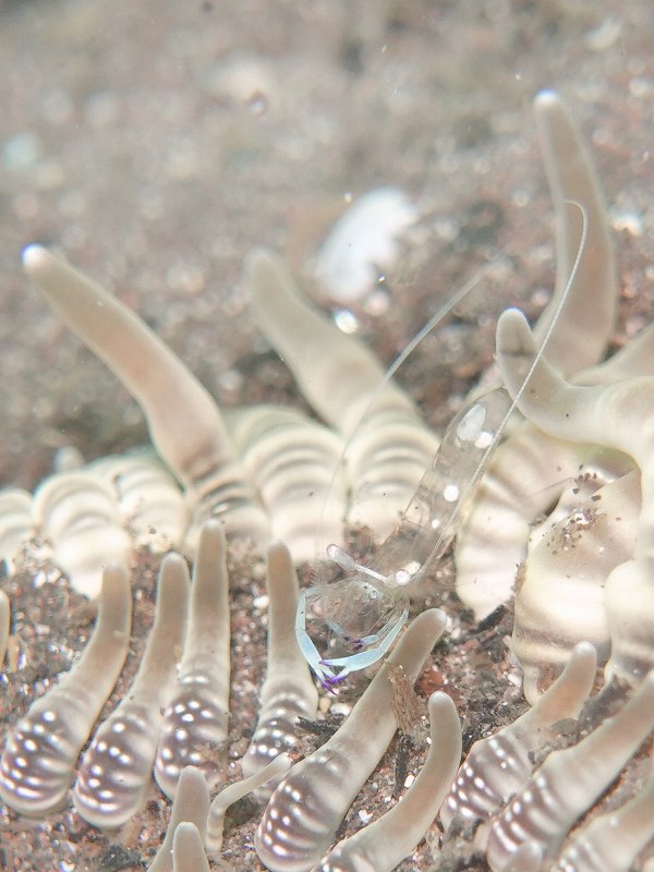 オドリカクレエビ＠大瀬崎ダイビングツアー