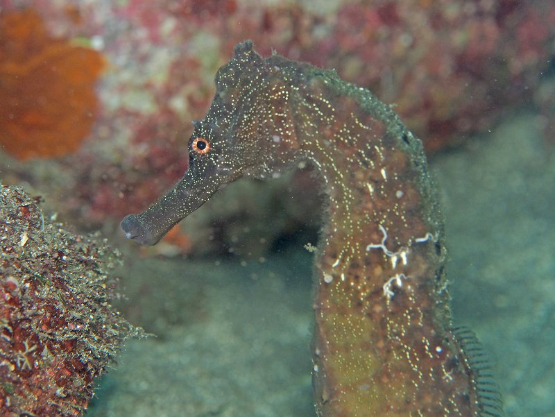 オオウミウマ＠大瀬崎先端ダイビングツアー