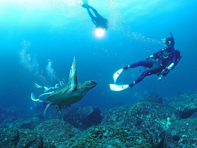 アオウミガメ＠三宅島ダイビング＆ドルフィンスイムツアー