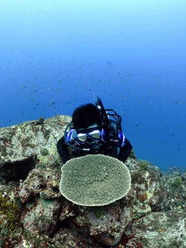 学校下＠三宅島ダイビング＆ドルフィンスイムツアー