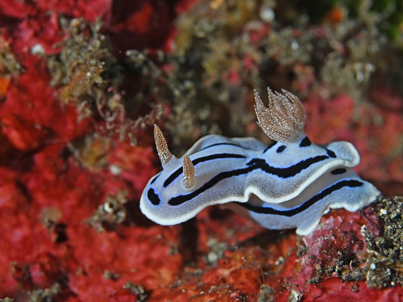 ミゾレウミウシ＠三宅島ダイビング＆ドルフィンスイムツアー