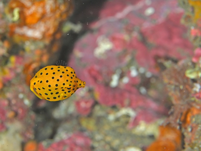 ミナミハコフグ幼魚＠三宅島ダイビング＆ドルフィンスイムツアー
