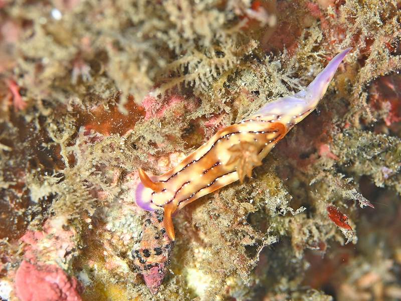 セリスイロウミウシ＠三宅島ダイビング＆ドルフィンスイムツアー