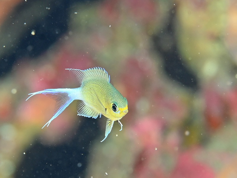 マルスズメダイ＠三宅島ダイビング＆ドルフィンスイムツアー