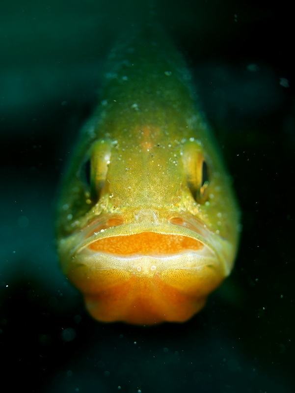 クｌロイシモチ＠朝活福浦ダイビングツアー