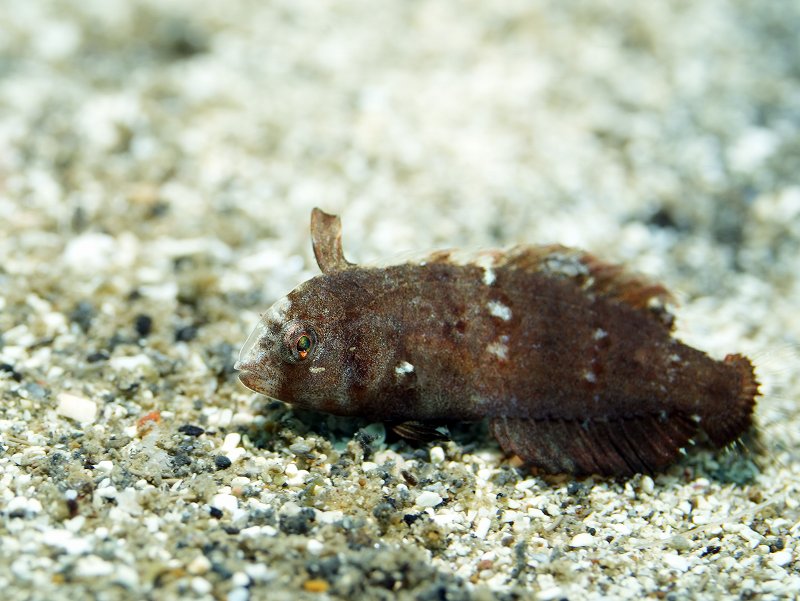 オオヒレテンスモドキ＠朝活福浦ダイビングツアー