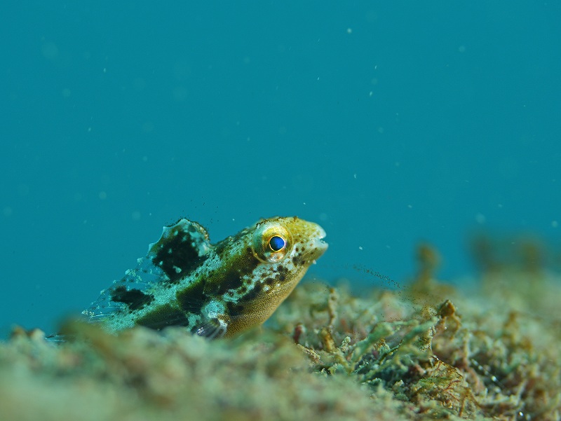 フタホシニジギンポ＠朝活福浦ダイビングツアー