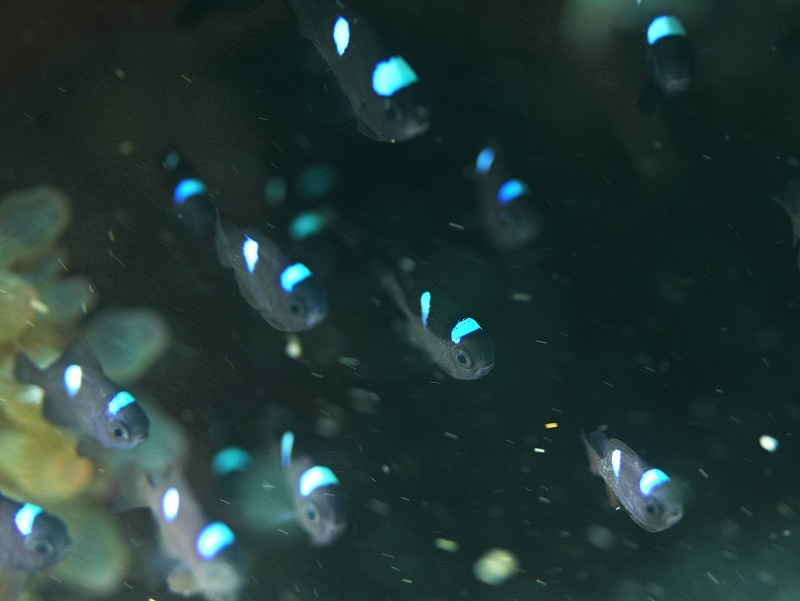 ミツボシクロスズメダイ＠朝活福浦ダイビングツアー