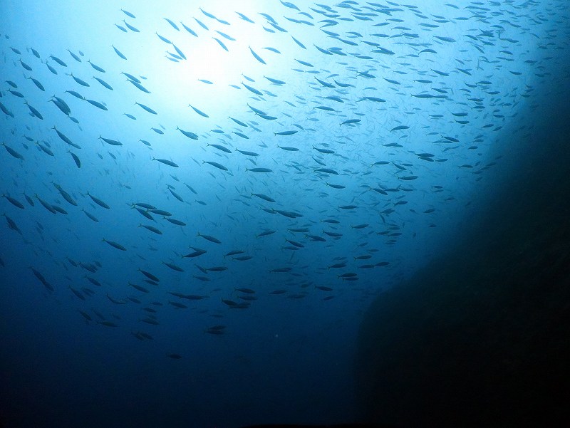ムロアジ群れ＠妻良ダイビングツアー
