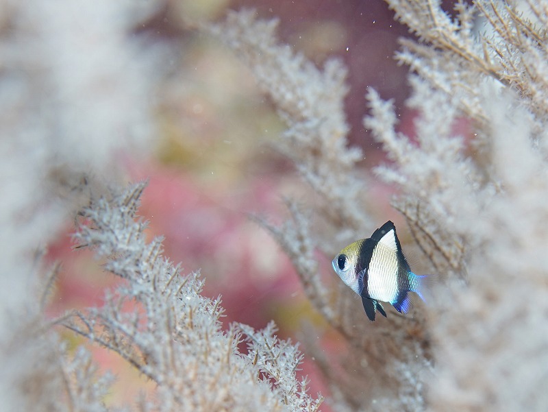 フタスジリュウキュウスズメダイ＠妻良ダイビングツアー