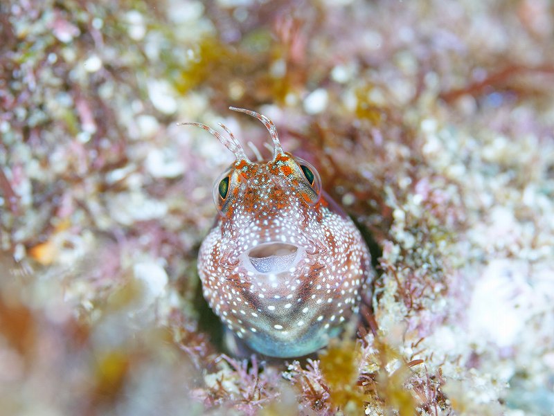 マツバギンポ＠妻良ダイビングツアー