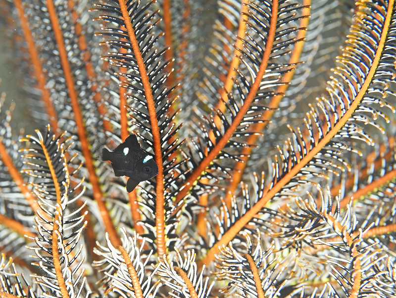 ミツボシクロスズメダイ＠妻良ダイビングツアー