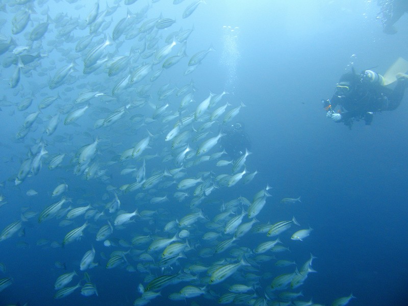 イサキ群れ@東京発田子ダイビングツアー