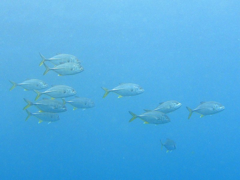 ギンガメアジ@東京発田子ダイビングツアー