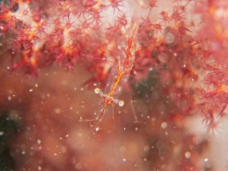 アカスジカクレエビ@東京発田子ダイビングツアー