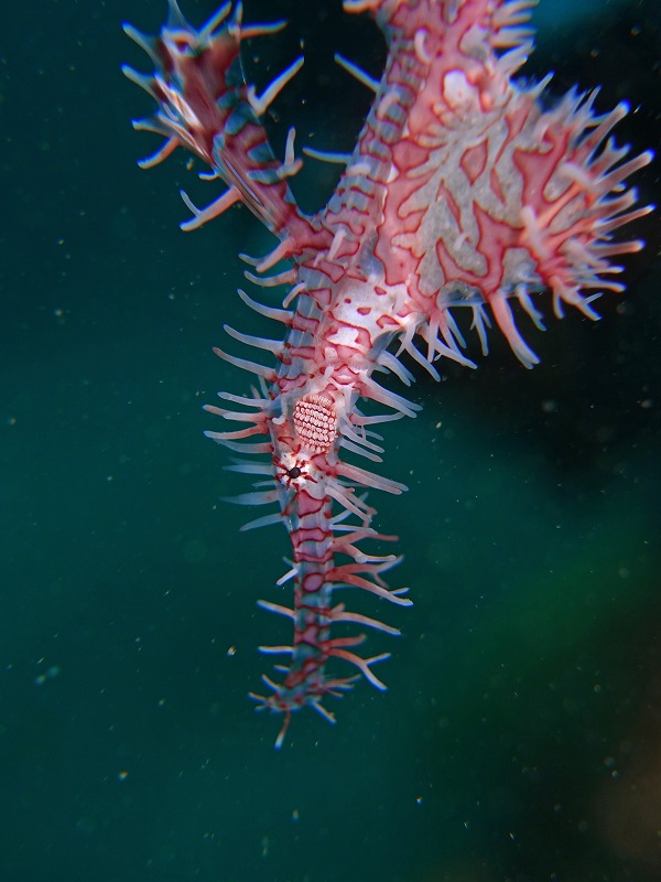 ニシキフウライウオ@東京発田子ダイビングツアー
