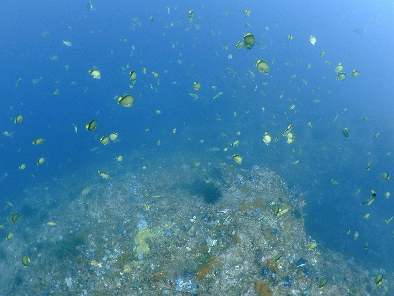 シラコダイ＠東京発神子元ダイビングツアー
