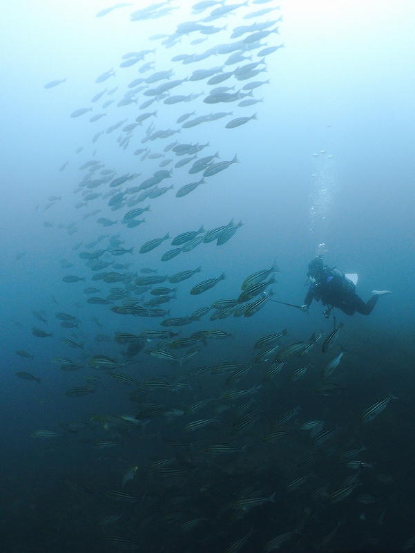 イサキ群れ＠東京発神子元ダイビングツアー