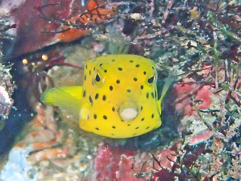 ミナミハコフグ幼魚＠富戸ダイビングツアー
