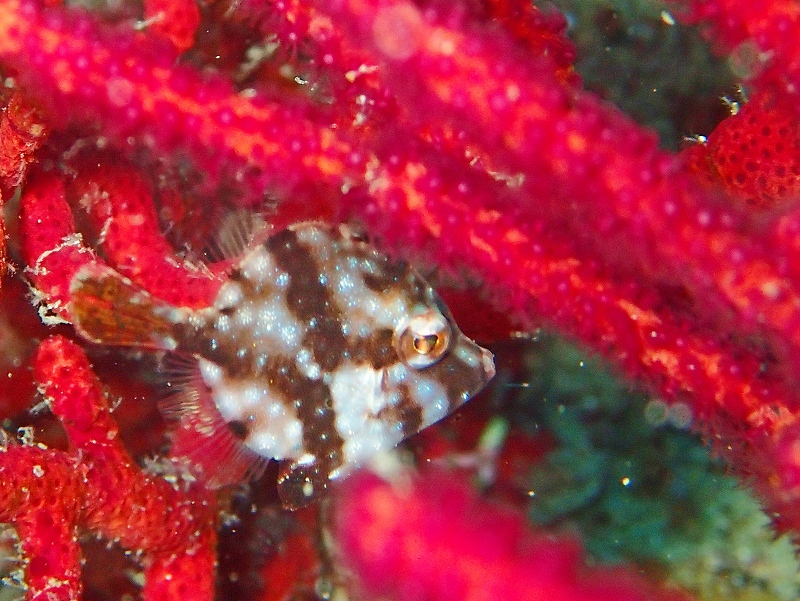 アミメハギ幼魚＠富戸ダイビングツアー