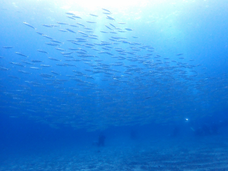 サバ群れ＠富戸ダイビングツアー