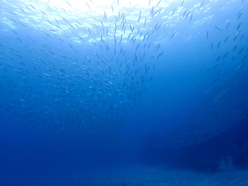 サバ群れ＠富戸ダイビングツアー