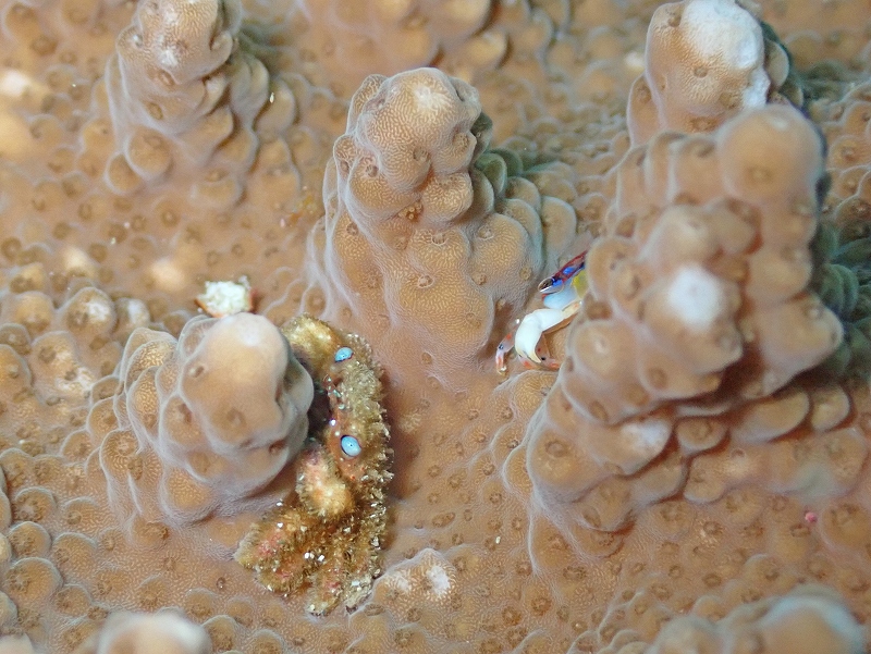 キモガニとヒメサンゴガニ＠富戸ダイビングツアー